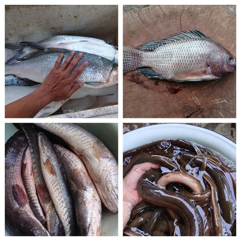 

Ikan Segar, ikan gabus / ikan kutuk, belut / ikan belut, ikan mujaer / ikan nila, ikan bandeng, ikan patin, ikan gurame, ikan lele