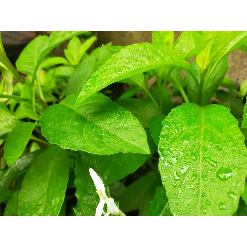 

Daun Sambung nyawa segar