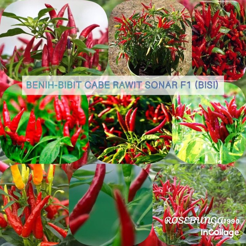25 Benih-Bibit Cabe Rawit Sonar F1 (BISI) - Repacking seed