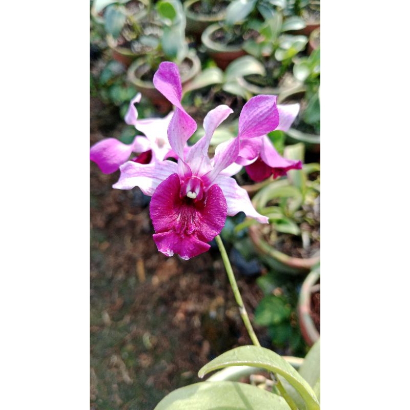 inaraya red kondisi dewasa