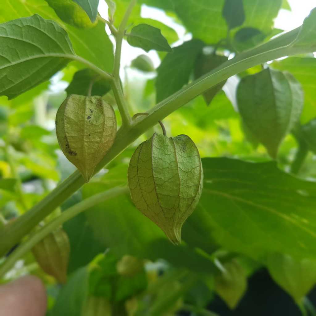 

daun cimplukan fresh