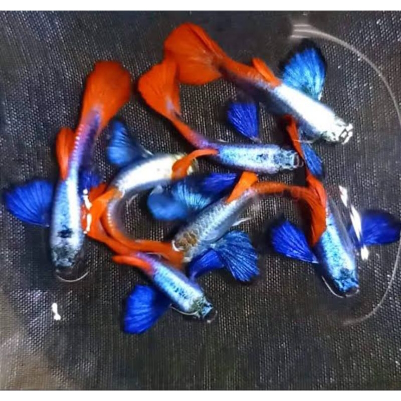 ikan Guppy platinum red tail big ear/dumbo ear