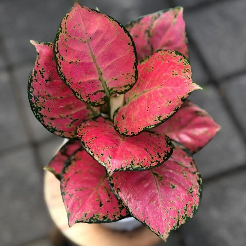 Aglonema Dud Anjamani Tanaman Hias Bunga Aglaonema Murah Merah BUKAN bonggol bibit - Usia Remaja tan