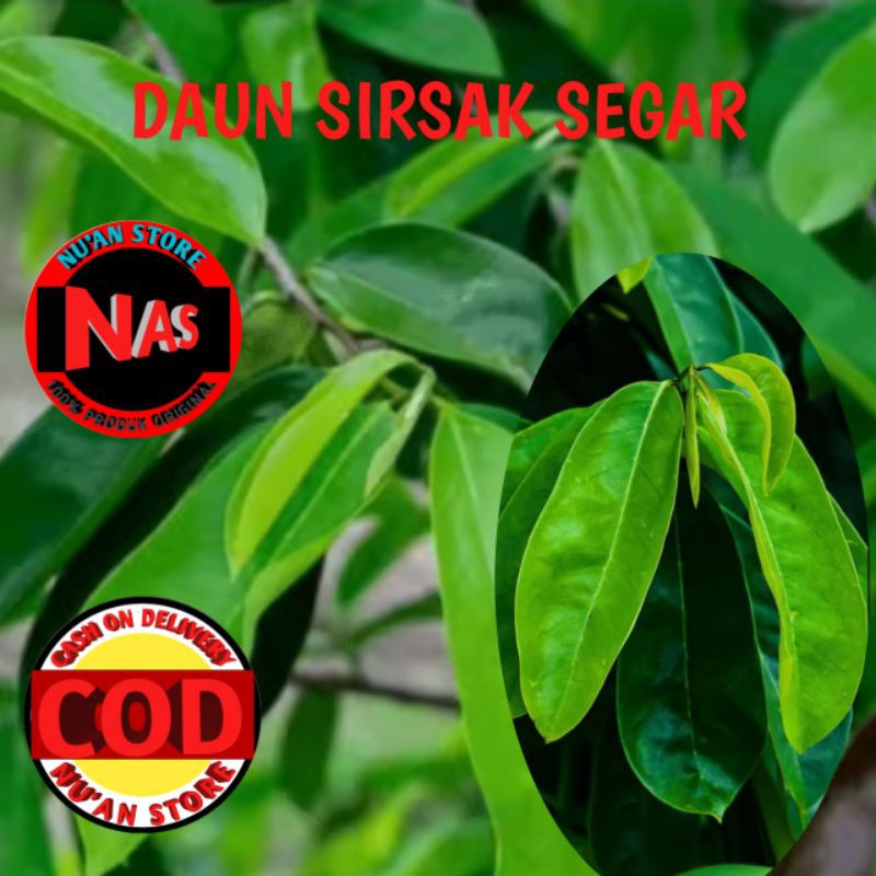 

DAUN SIRSAK SEGAR Kemasan 250grm