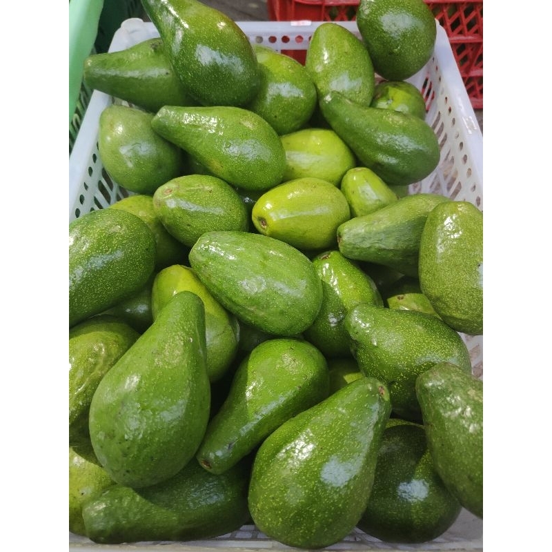 

alpukat mentega 500gr isi 2-3