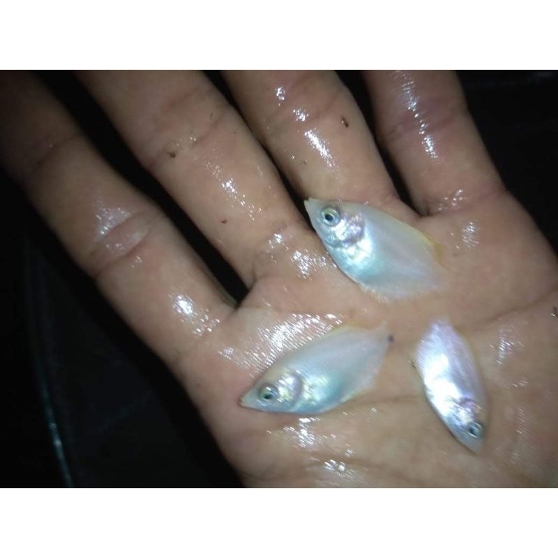 gurame padang jempol (paket 10E)