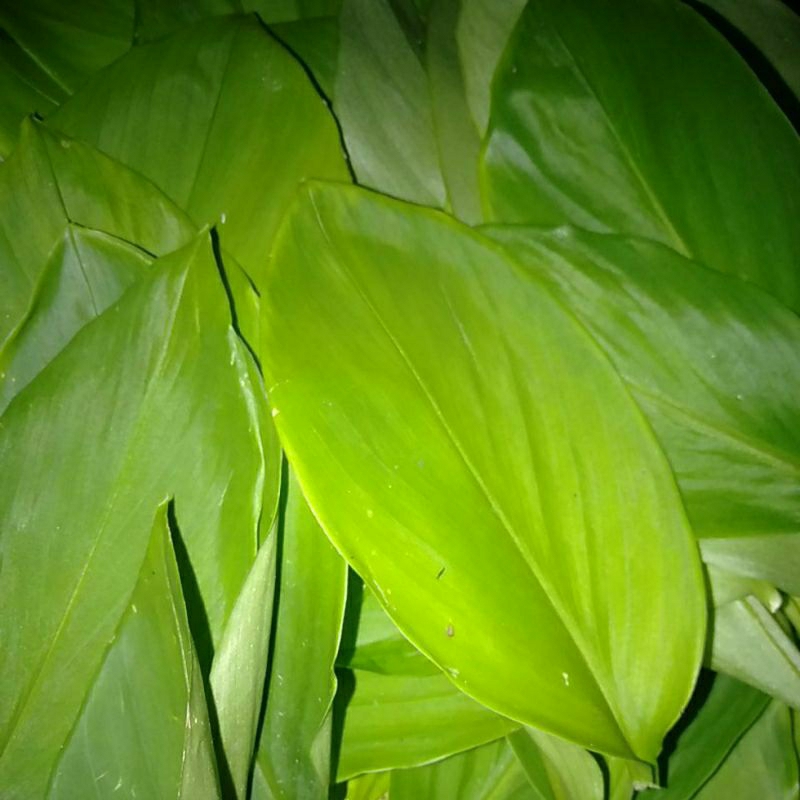 

SAYUR DAUN TEMU KUNCI