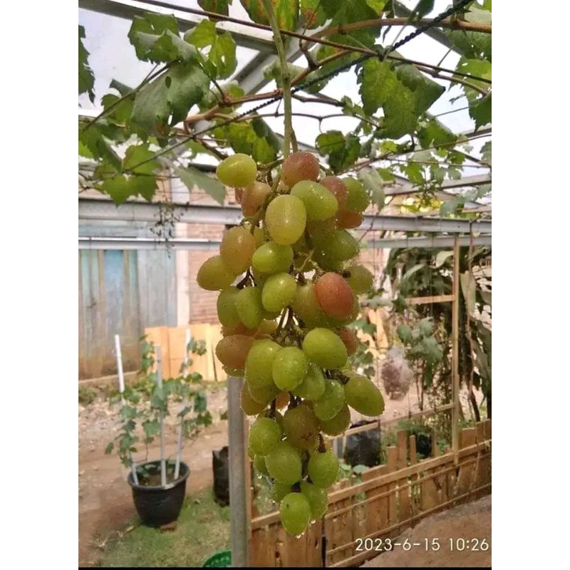 Bibit Anggur Import tranfiguration batang besar cepat berbuah