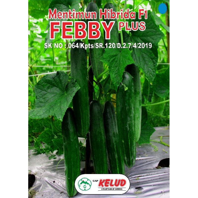 

Mentimun Febby Plus Cap Kelud