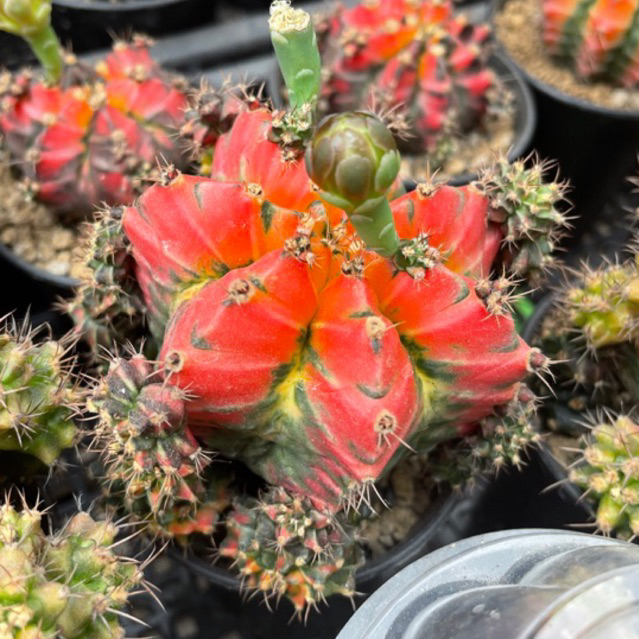 Anakan Kaktus Gymnocalicium mihanovichii t31115 - takacacti