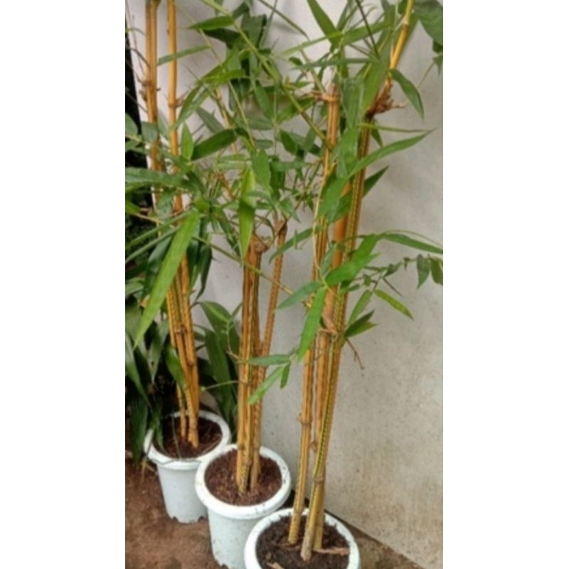 peromo bambu kuning bibit bambu kuning 5 pcs  panjang 75cm