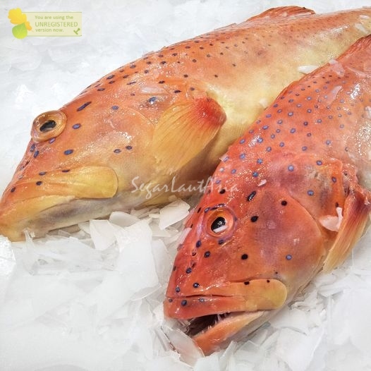 

Ikan Kerapu Segar Ikan Kerapu Lody Ikan Kerapu Merah 1Kg