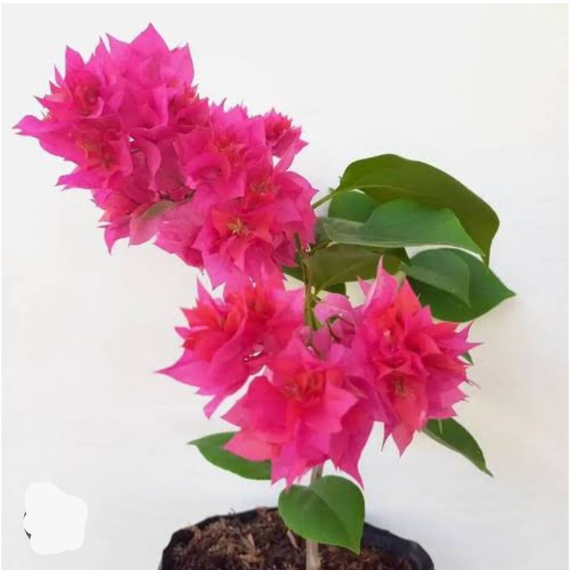 tanaman bougenville Hawai pink
