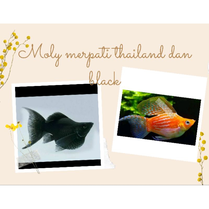 molly merpati thailand dan moly black balon cawang acesoris aquarium