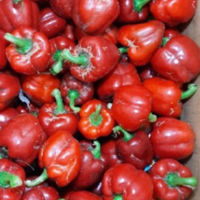 

paprika merah 250 gr.Rp.22.000