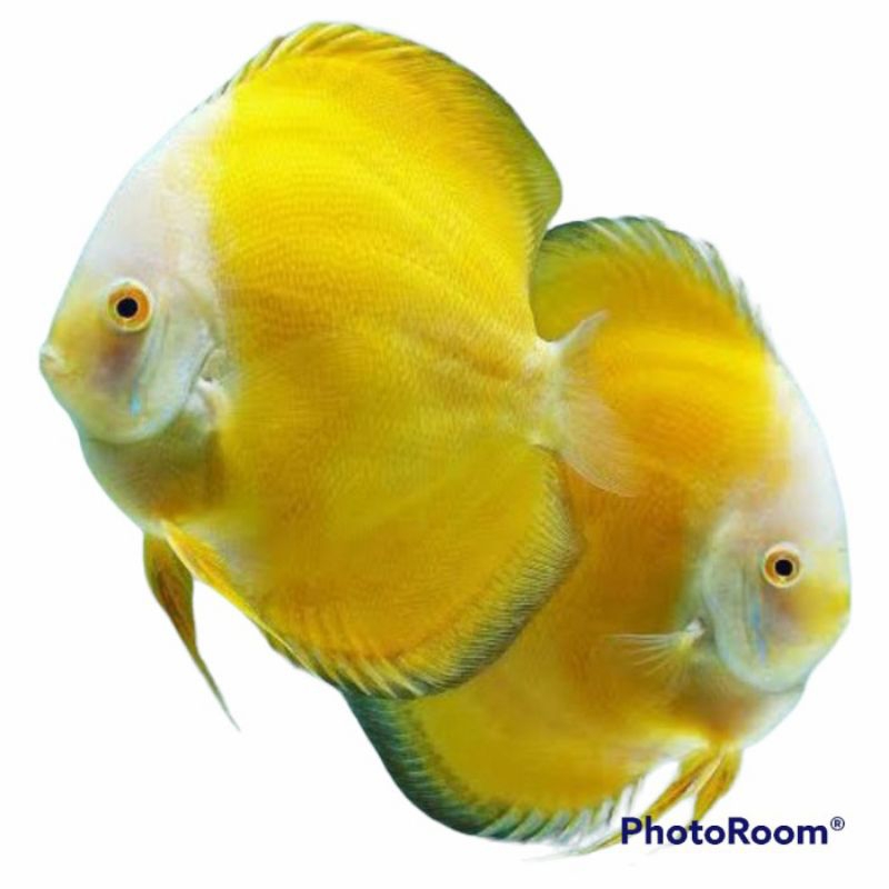 

Packing Styrofoam Discus Golden Sunset 2cm