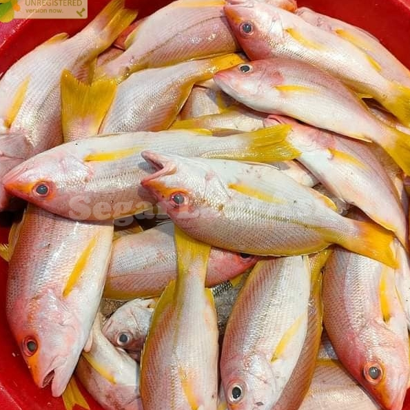 

Ikan Kuniran Segar Ikan Kuniran Ikan Laut Basah Segar 1Kg