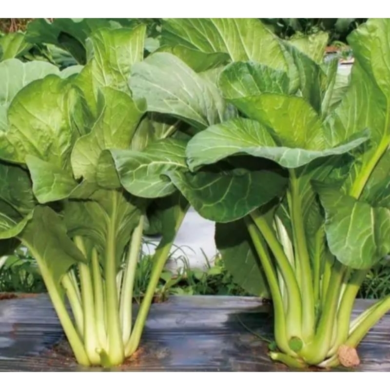 bibit caisim/sawi lalap 50gr bibit caisim siap semai/tanam bibit caisim super jumbo