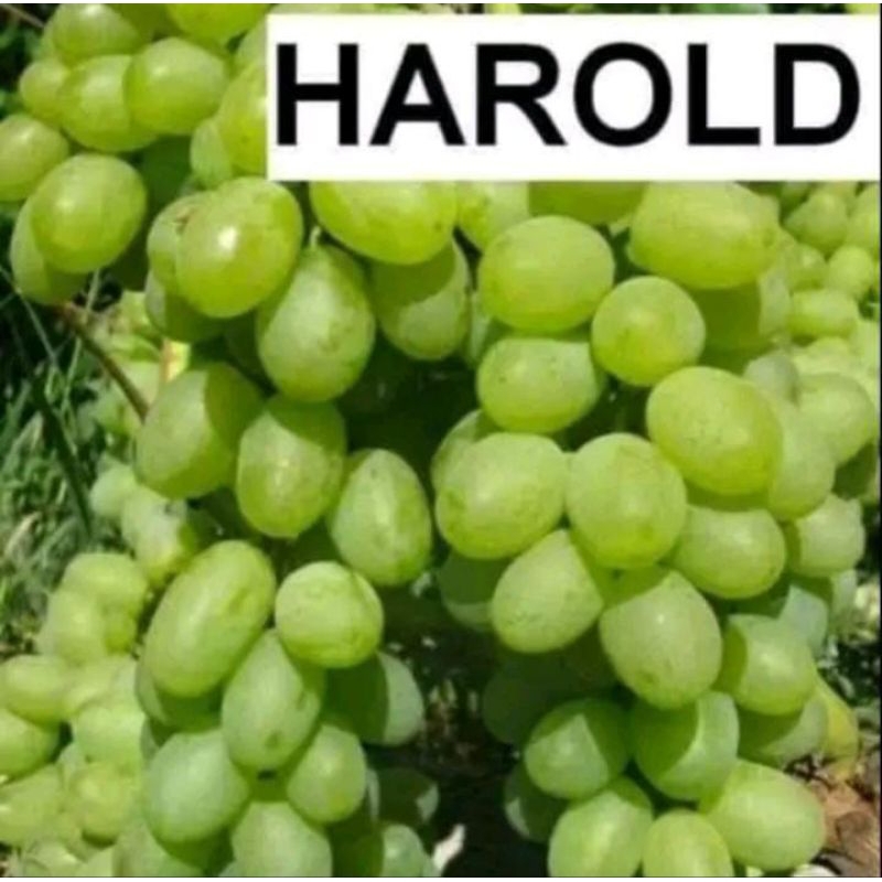 bibit anggur import harold berkualitas
