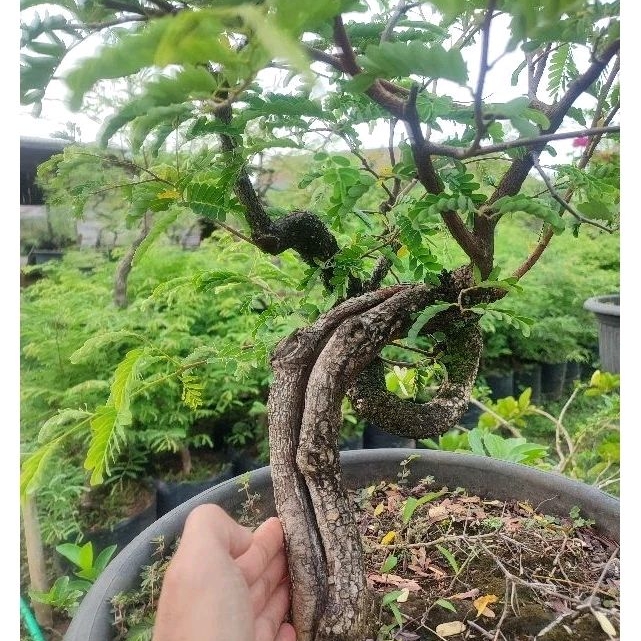 Asem Jawa Dari biji bahan bonsai prospek