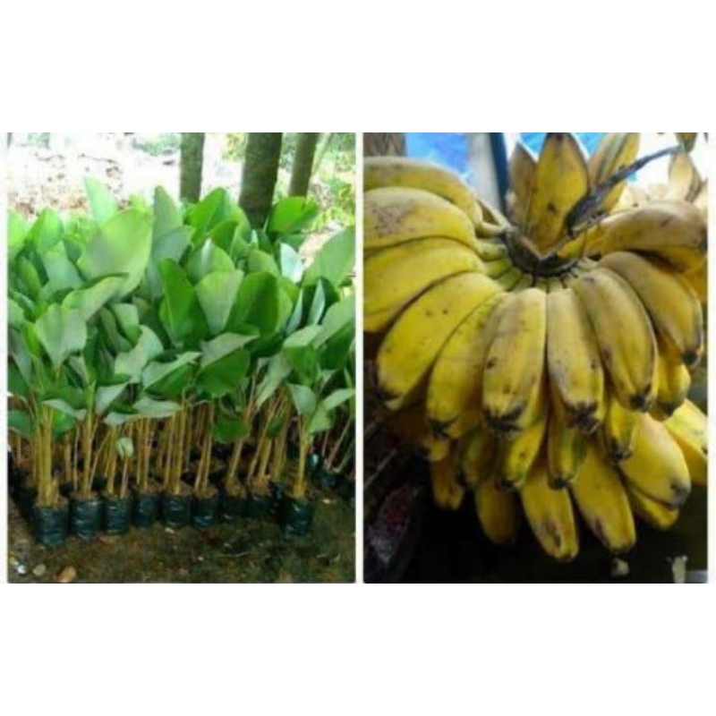 bibit pisang kepok tanjung