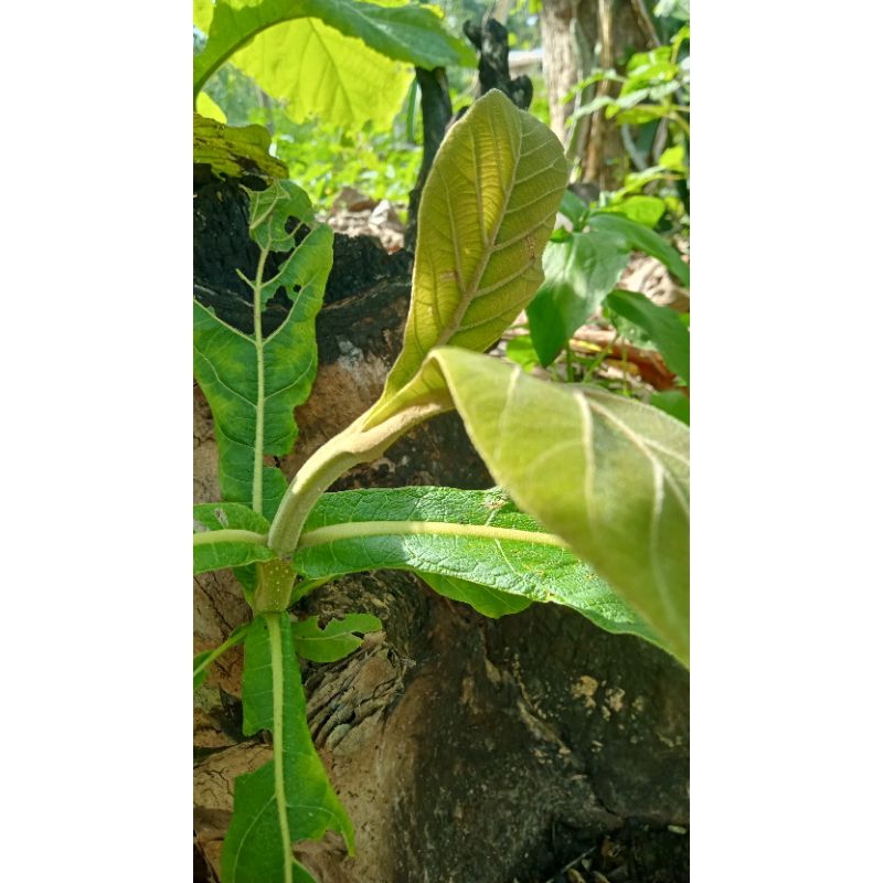

pupus daun jati 300gram