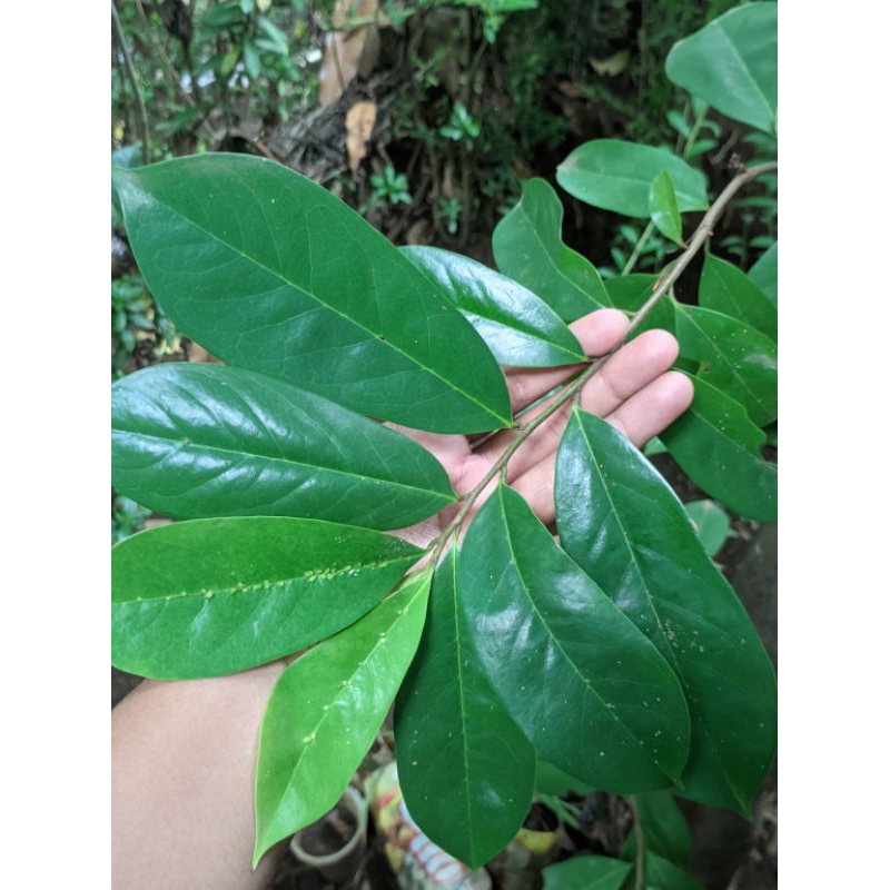 

Daun Sirsak Segar / Daun Sirsat
