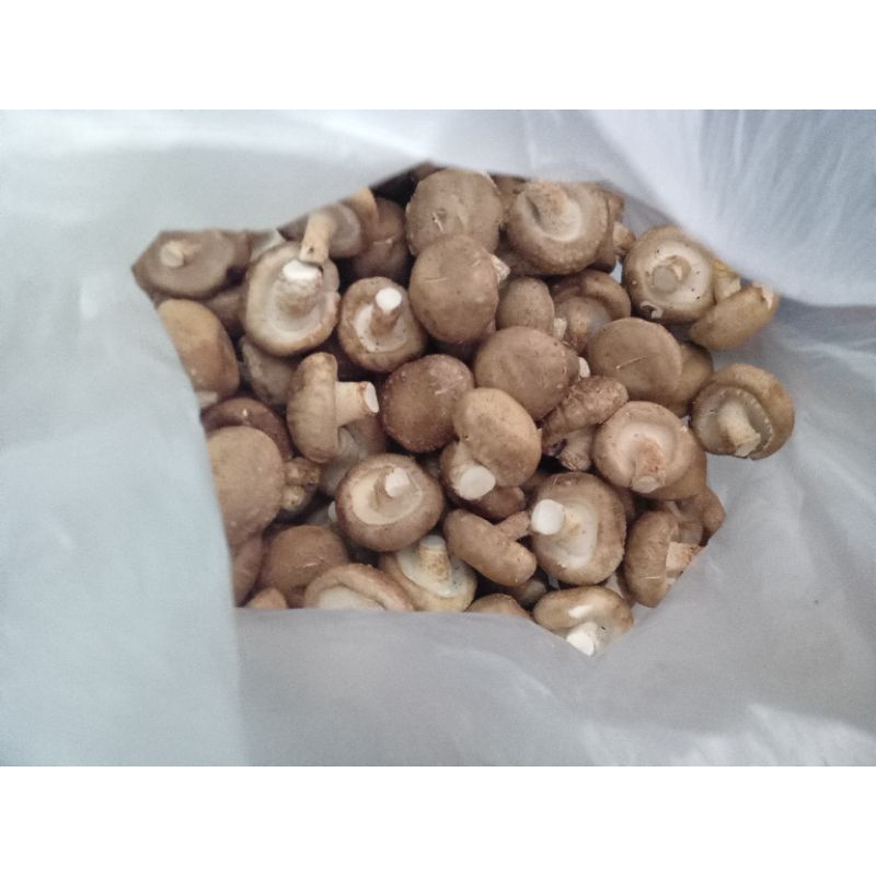 

jamur shitake 1kg fresh