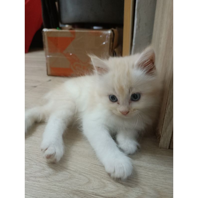 Open Adopt Kucing Persia & Mixdome