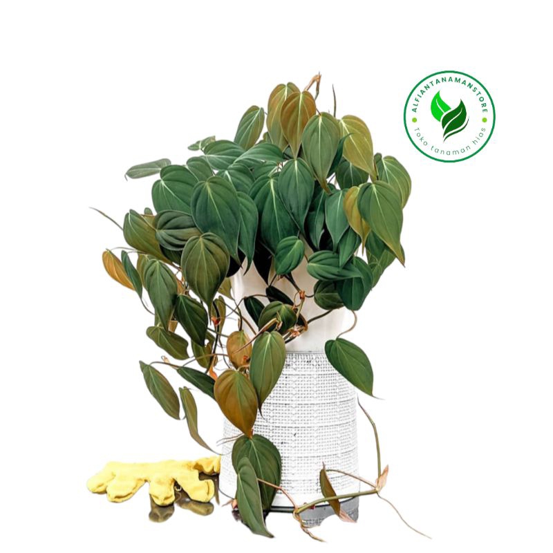 [BISA COD] Tanaman Hias Philodendron Micans - Philodendron Micans