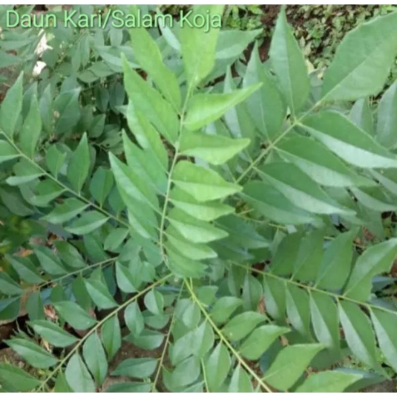 

Daun kari / salam Koja 5 tangkai