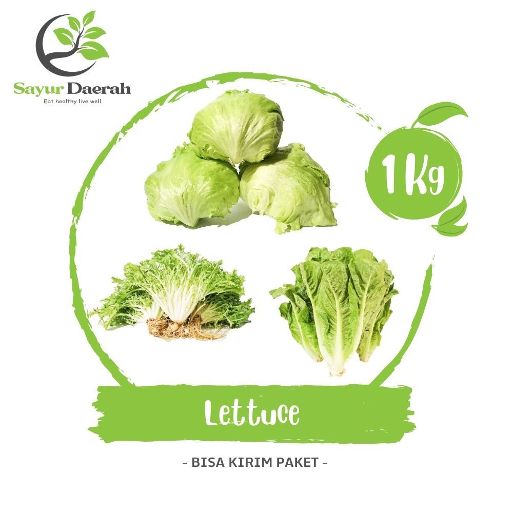 

Lettuce Head Iceberg Romaine Frisee Endive 500 Gr | Sayur Daerah
