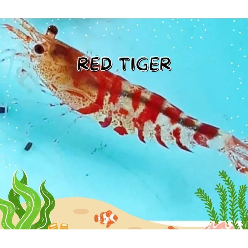 Red tiger udang hias akesesoris aquarium udang hias red tiger hiasan aquarium