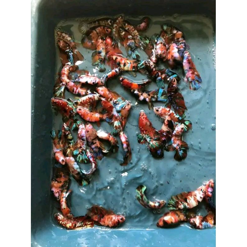 multi mix dan hm lavender