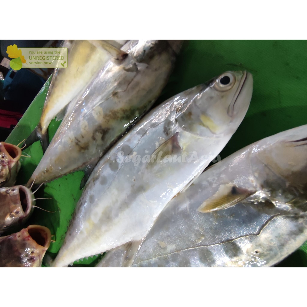 

Ikan Talang Talang Segar Ikan Laut Basah Segar 1Kg