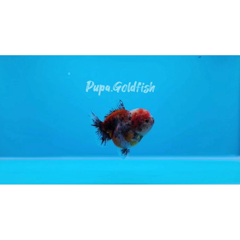 IKAN MAS KOKI ORANDA CALICO SIZE 11CM