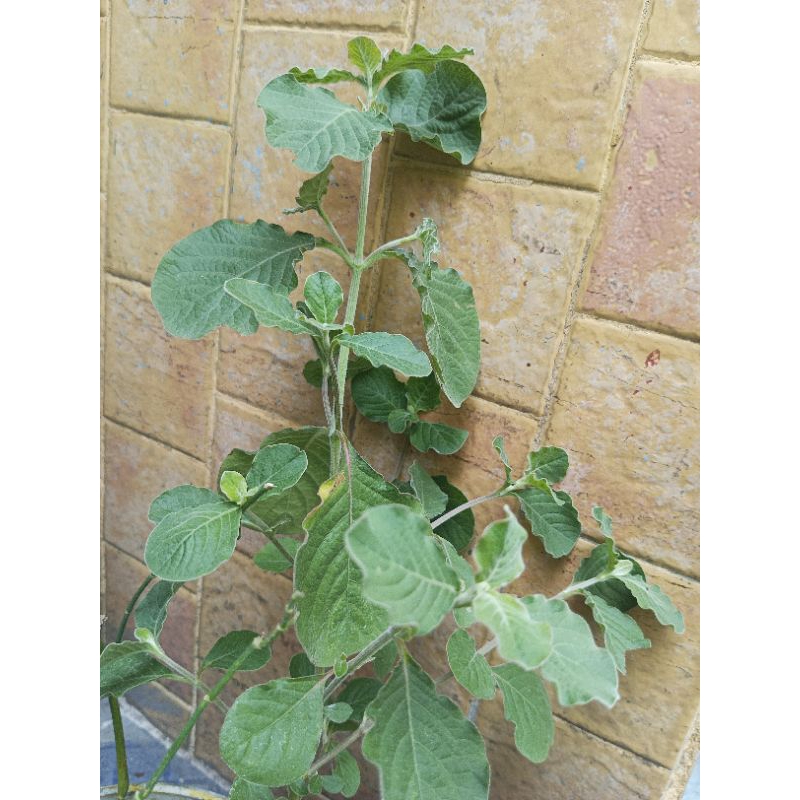 Tanaman Herbal Jarong (latin : Achyranthus aspera Linn)