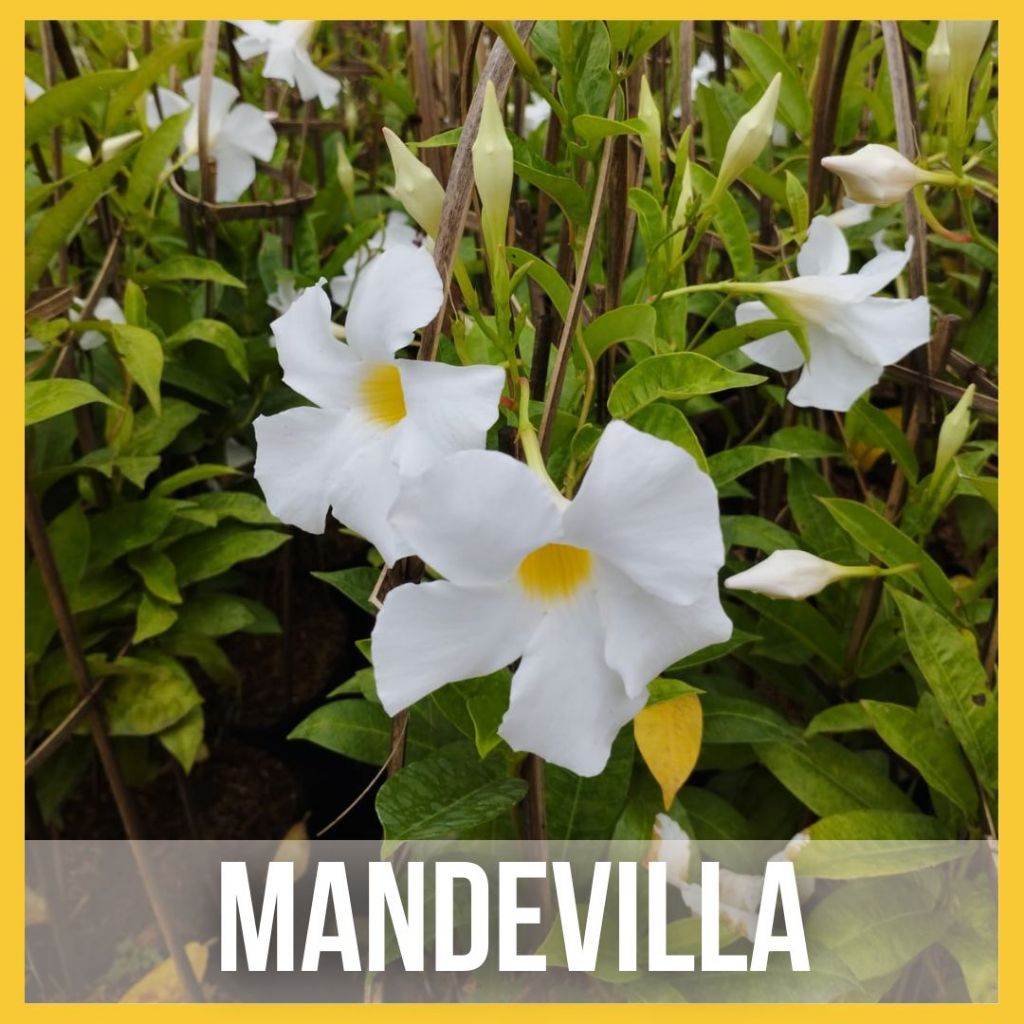 Bibit Tanaman Hias Bunga Merambat Mandevila / Bunga Mandevilla Merambat