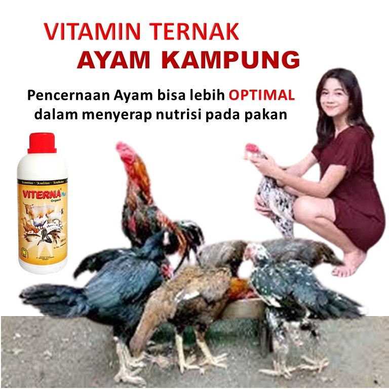 penggemuk ayam kampung / vitamin ayam ternak / Vitamin ayam cepat besar / Vitamin ayam