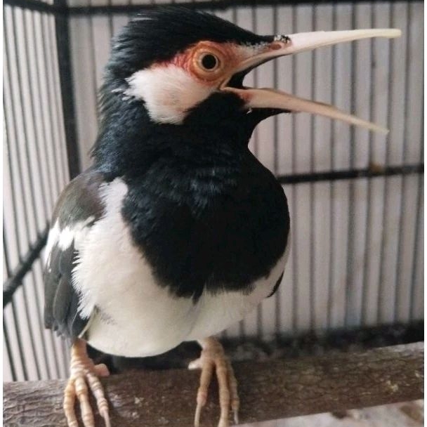 JALAK SUREN GACORAN GRATIS KANDANG