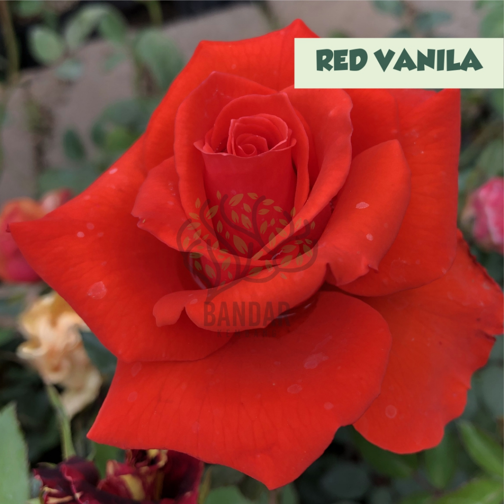 Bunga Mawar Hidup Holland Red Vanila Tanaman Bunga  Hias