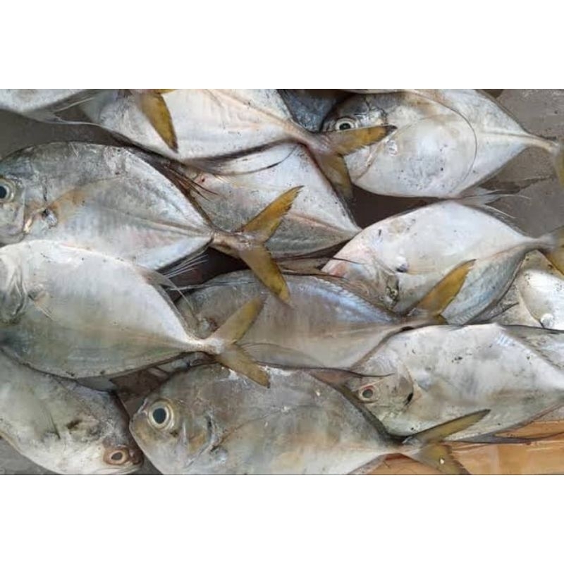 

Ikan Kuwe Segar Fresh (kurang lebih 1kg isi 10)