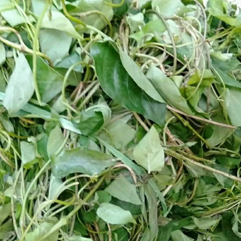 

SAYUR DAUN SEMBUKAN SIMBUKAN