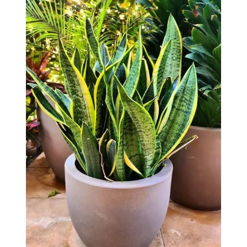 SANSEVIERIA 1 POT