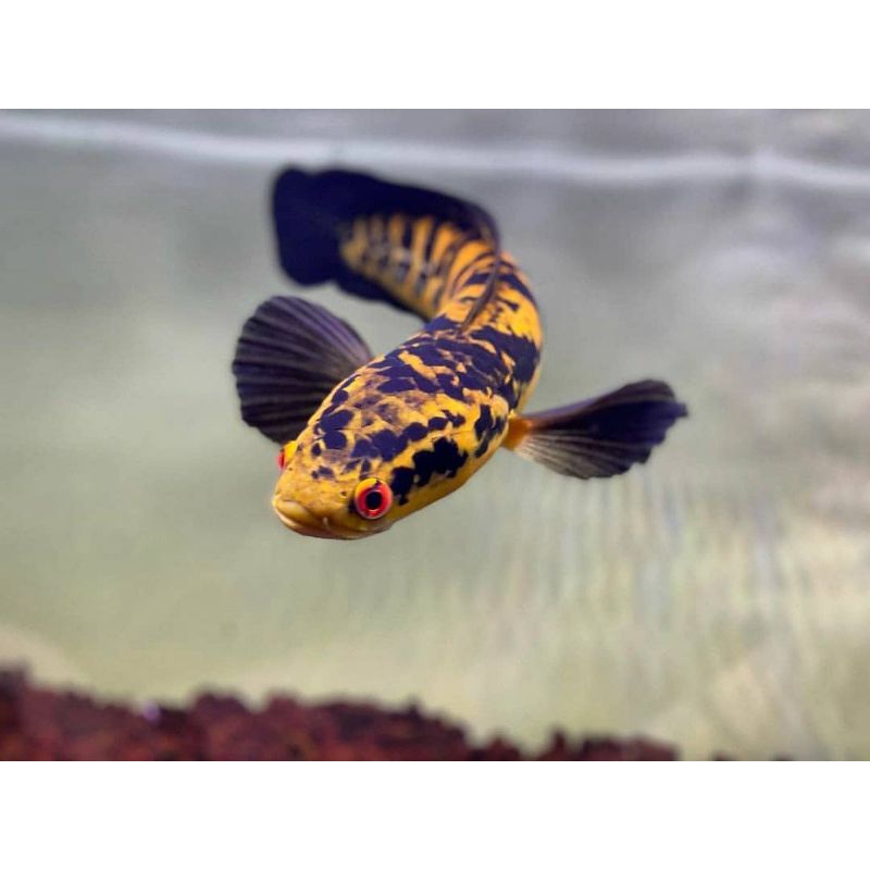 (garansi D.O.A)yellow sentarum /Maru Yellow sentarum mata merah atau ikan Channa Ys 4-16cm