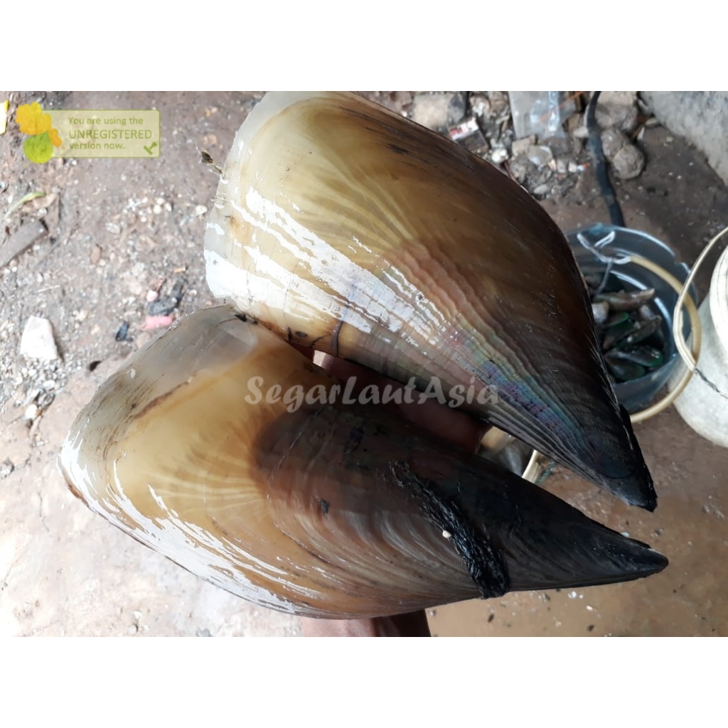 

Kerang Kampak Kerang Kapak Hidup Live 1Kg