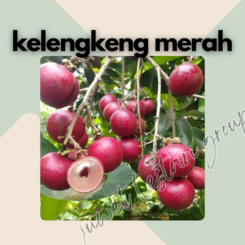 Bibit tanaman kelengkeng merah/ruby longan batang besar