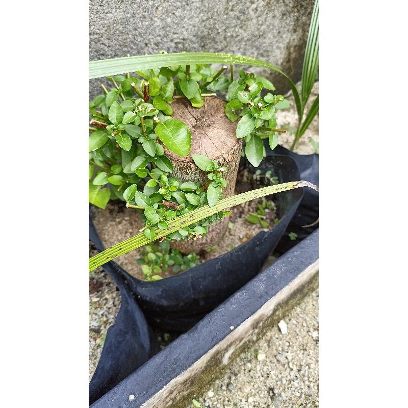 bibit sancang batang besar