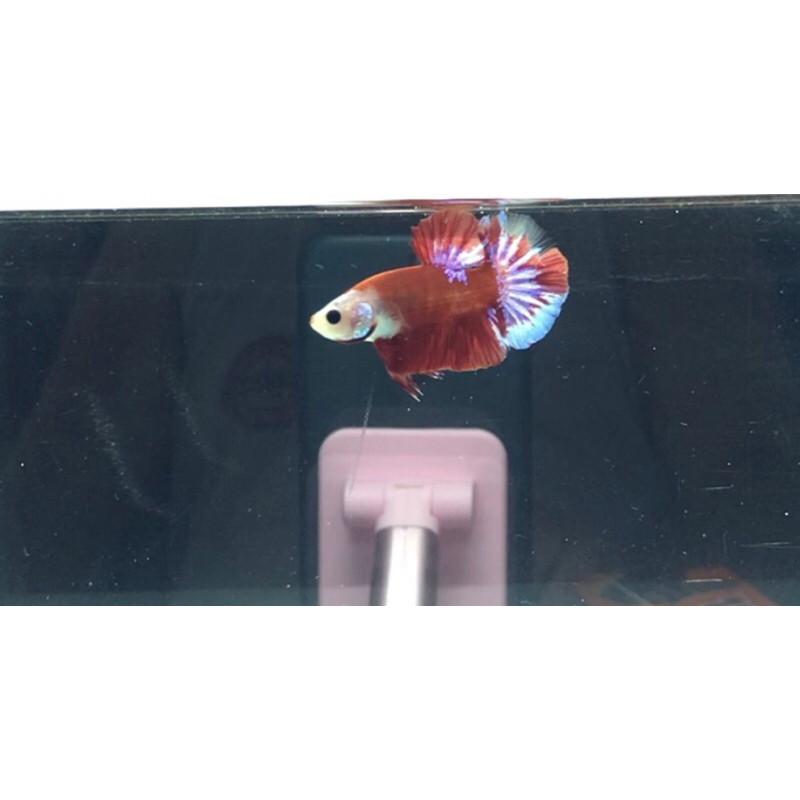 cupang FccpBarongsai