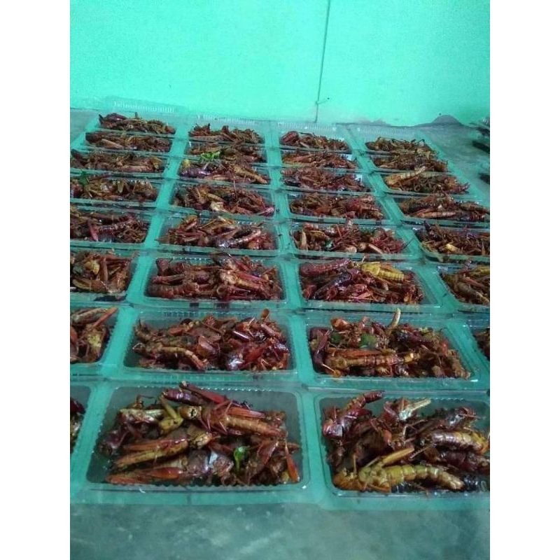 

BELALANG GORENG/WALANG GORENG TUBAN